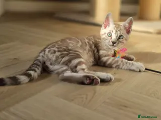 Bengal cats for sale: Gorgeous Health Tested Bengals - Advert 3