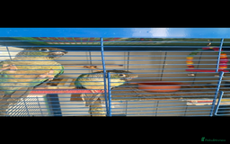 Conures birds for sale: Pair of tame conures  - Image 1
