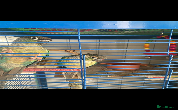 Conures birds - Advert 5