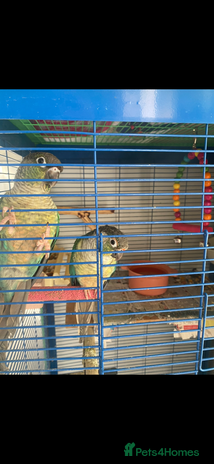 Conures birds - Advert 1