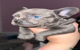 French Bulldog dogs for sale: French bulldog puppies  - Image 1