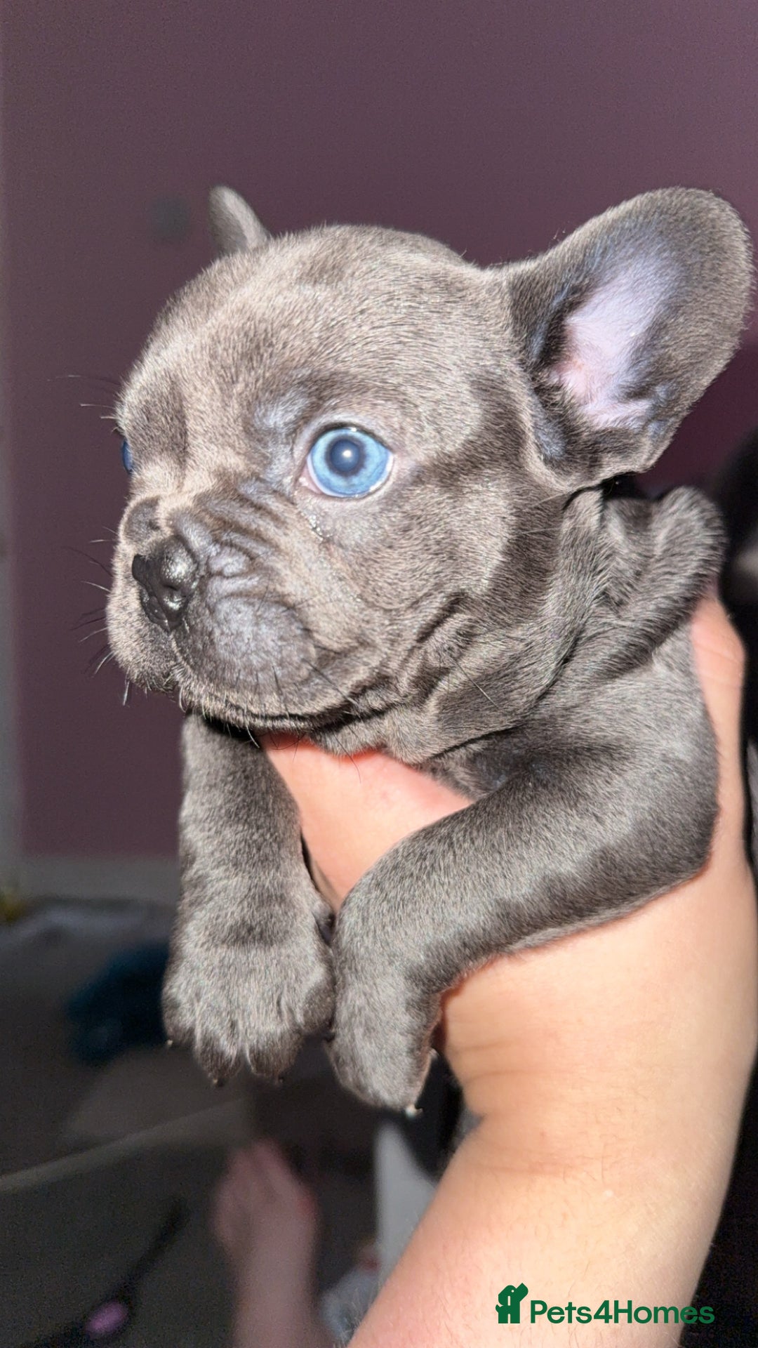 French Bulldog dogs for sale: French bulldog puppies  - Image 1