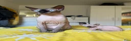 Sphynx cats for sale: Sphynx kittens - Advert 9