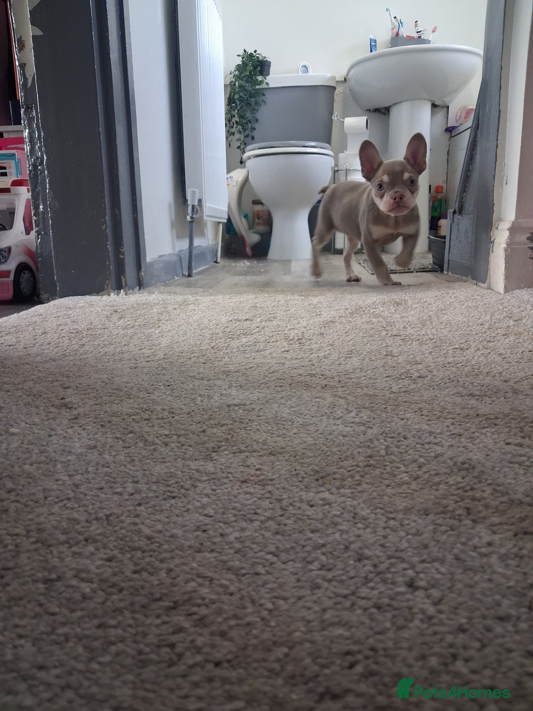 French Bulldog dogs for sale: French bull dog 14 weeks  - Advert 4