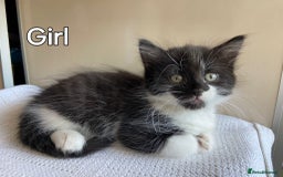 Mixed Breed cats for sale: British short hair kittens - Image 4