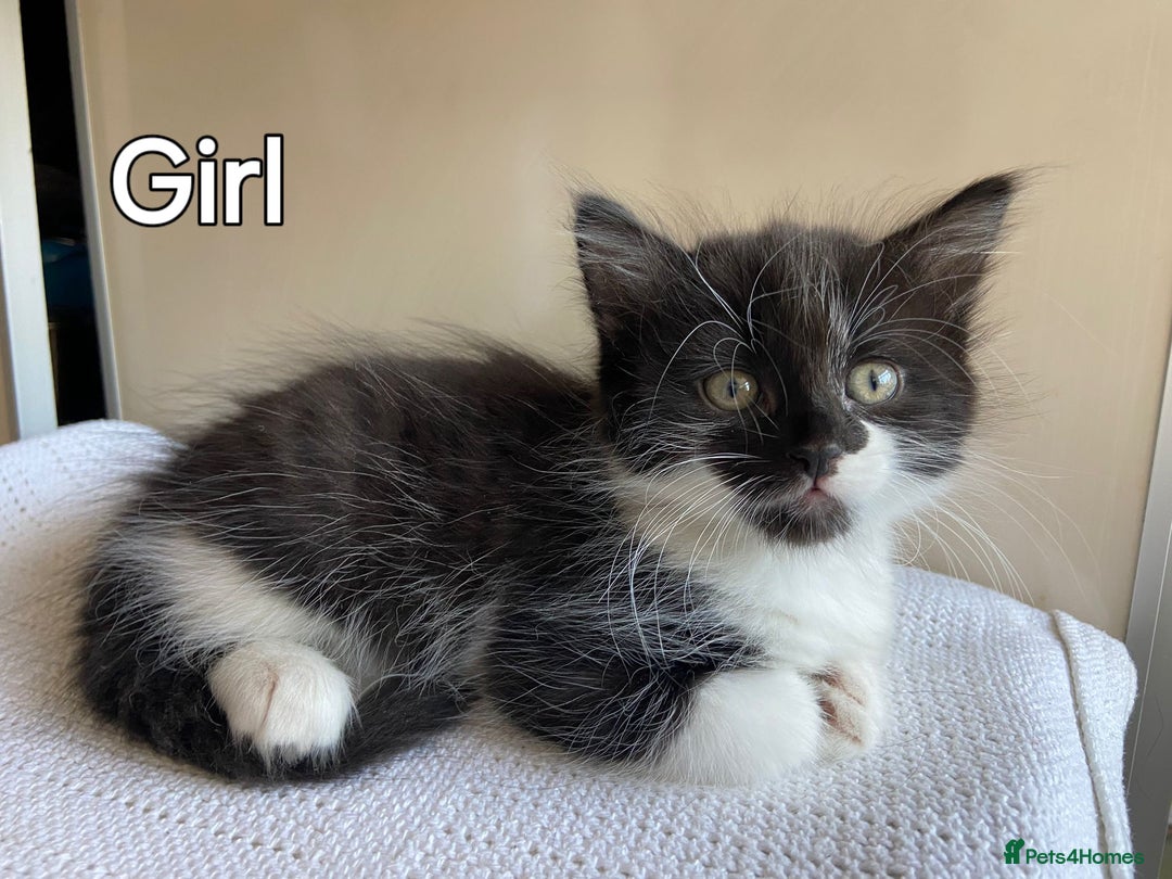 Mixed Breed cats for sale: British short hair kittens - Image 4