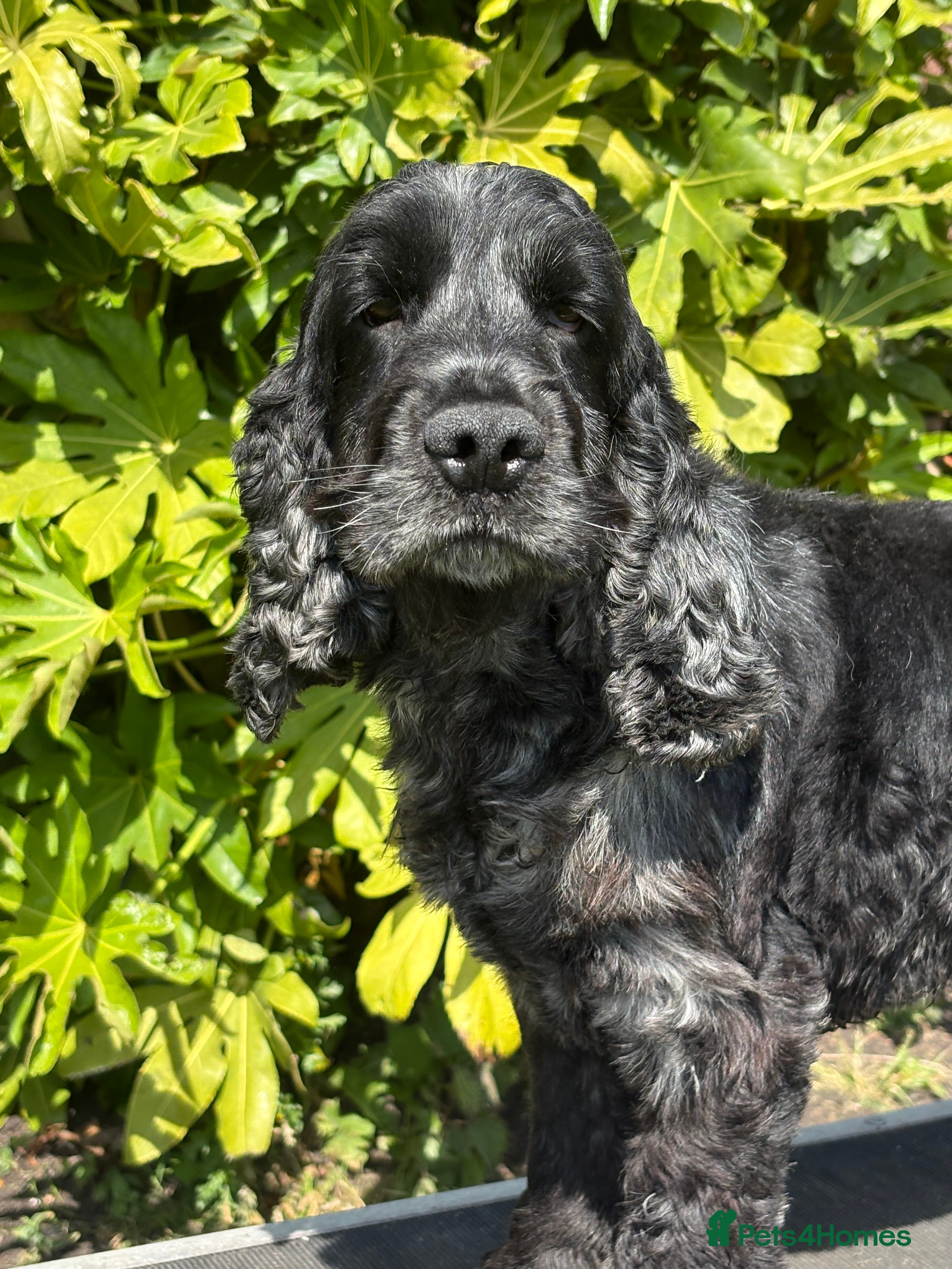 Cocker Spaniel dogs Health tested show cocker spaniel stud boy  in Southport - Advert 4