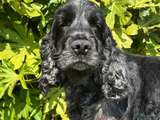 Cocker Spaniel dogs in Southport - Advert 3