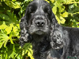 Cocker Spaniel dogs Health tested show cocker spaniel stud boy in Southport - Advert 21