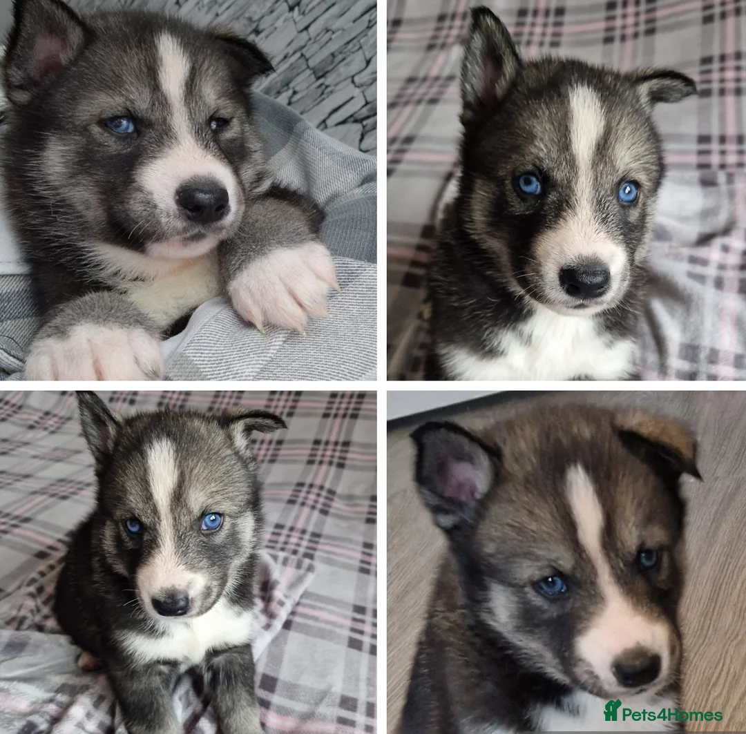 Siberian Husky dogs for sale: 1 beautiful girl left ❤️ ready now  - Advert 17