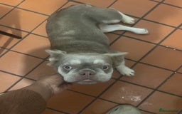 French Bulldog dogs for sale: 🐾 Adorable Fluffy French Bulldog for Sale! 🐾 - Image 2