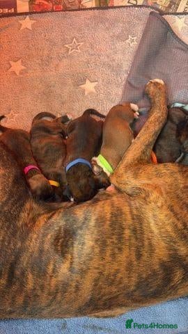 Boxer dogs Beautiful Boxer Puppies Ready for Loving Homes 🐶 - Advert 1