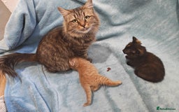 Mixed Breed cats for sale: Beautiful kittes Videos - Advert 19