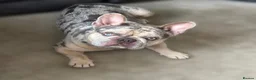 French Bulldog dogs for sale: Koda French Bulldog – 2 Yrs Old – £500 in Northampton - Advert 8