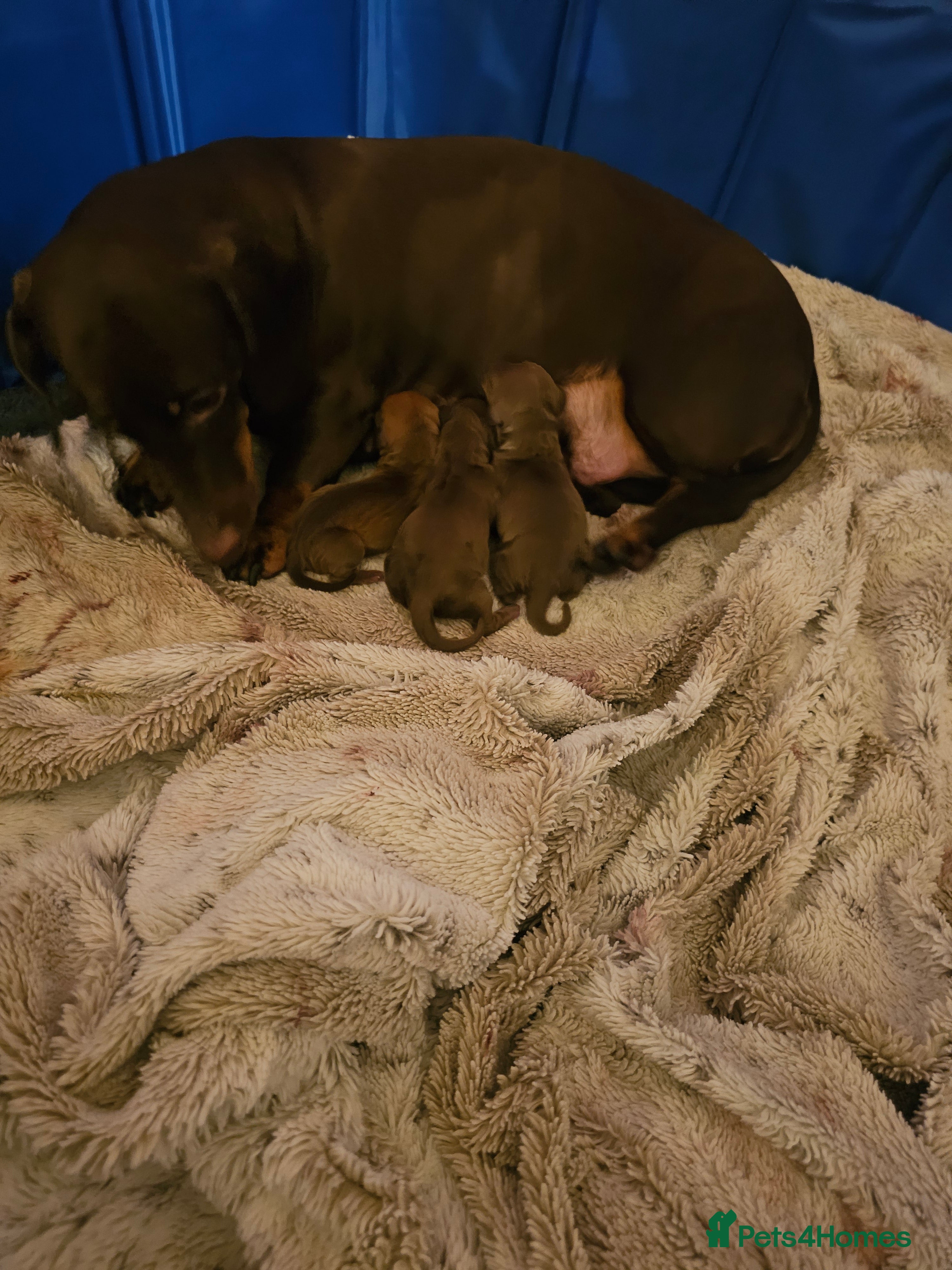 Dachshund dogs Dachshund puppys  - Advert 4