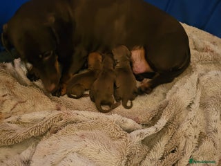 Dachshund dogs Dachshund puppys - Advert 7