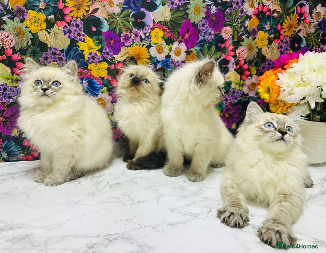 Ragdoll cats for sale: Beautiful Ragdoll Kittens  - Image 2