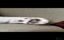 British Shorthair cats for sale: full pedigree british short hair girl  - Image 4