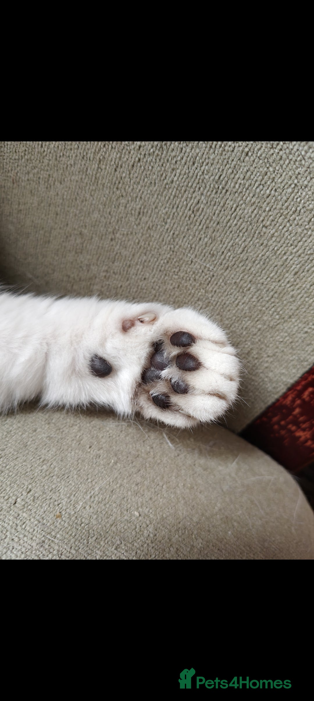 British Shorthair cats for sale: full pedigree british short hair girl  - Image 4