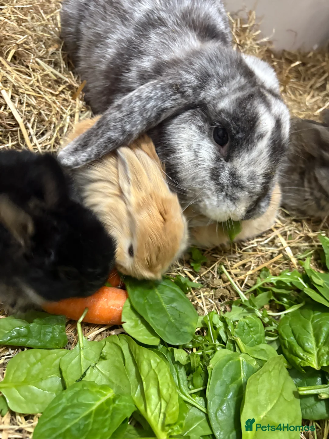 Mixed Breed rabbits for sale: Baby rabbits for sale  - Advert 7