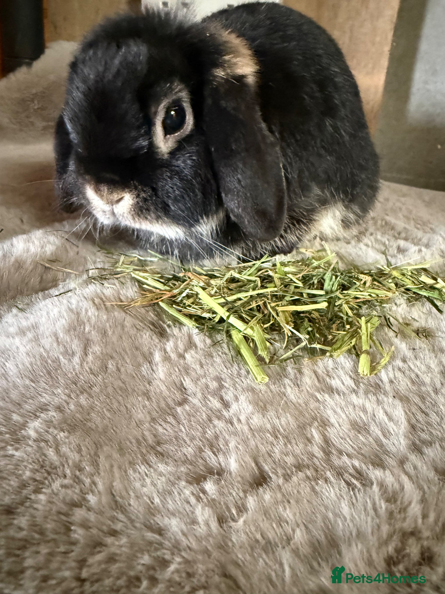 Mini Lop rabbits Lovely Mini lop girl  - Advert 1