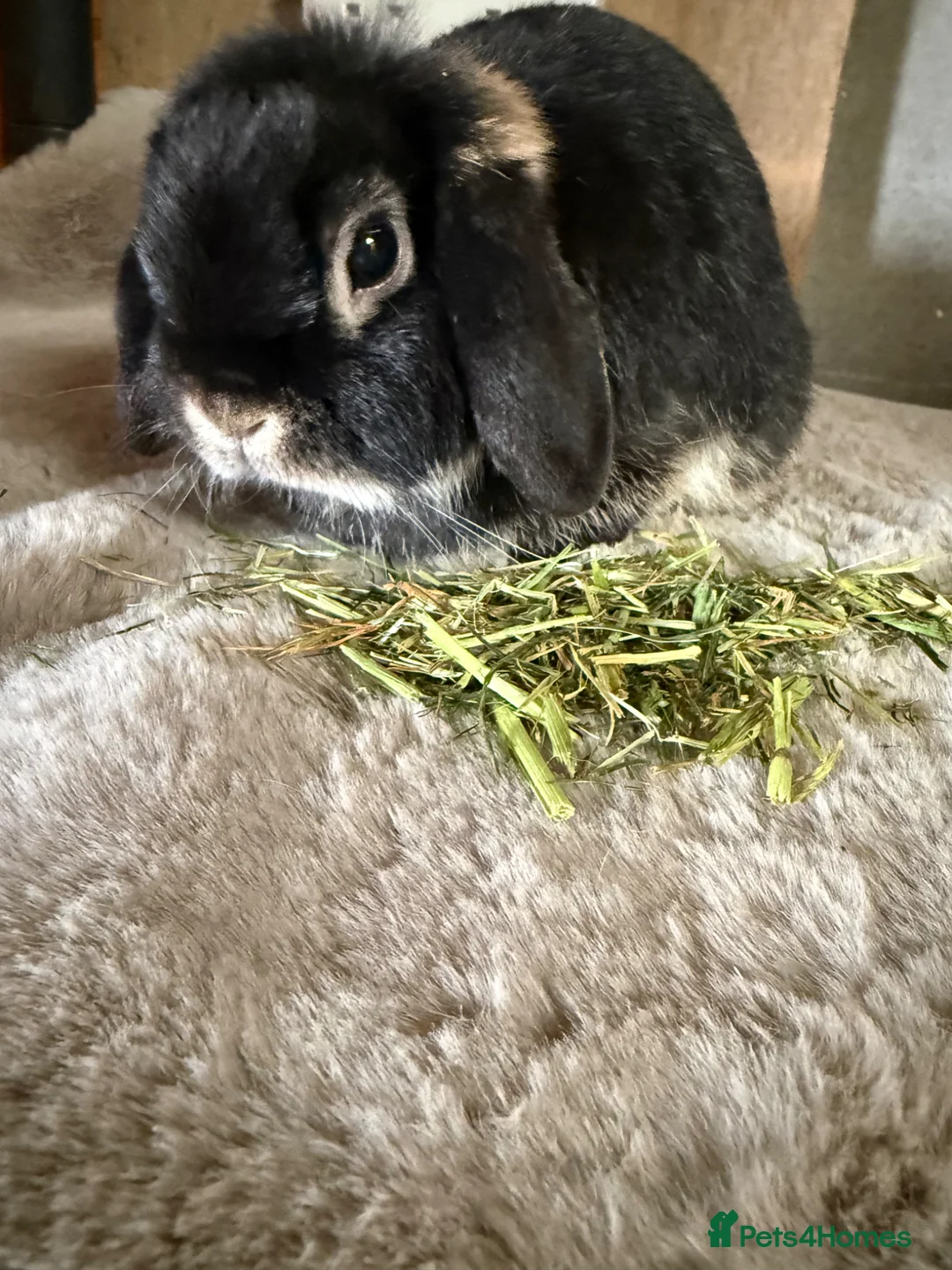 Mini Lop rabbits for sale: Lovely Mini lop girl  - Advert 1
