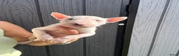 English Bull Terrier dogs for sale: English bull terrier puppies  - Advert 18