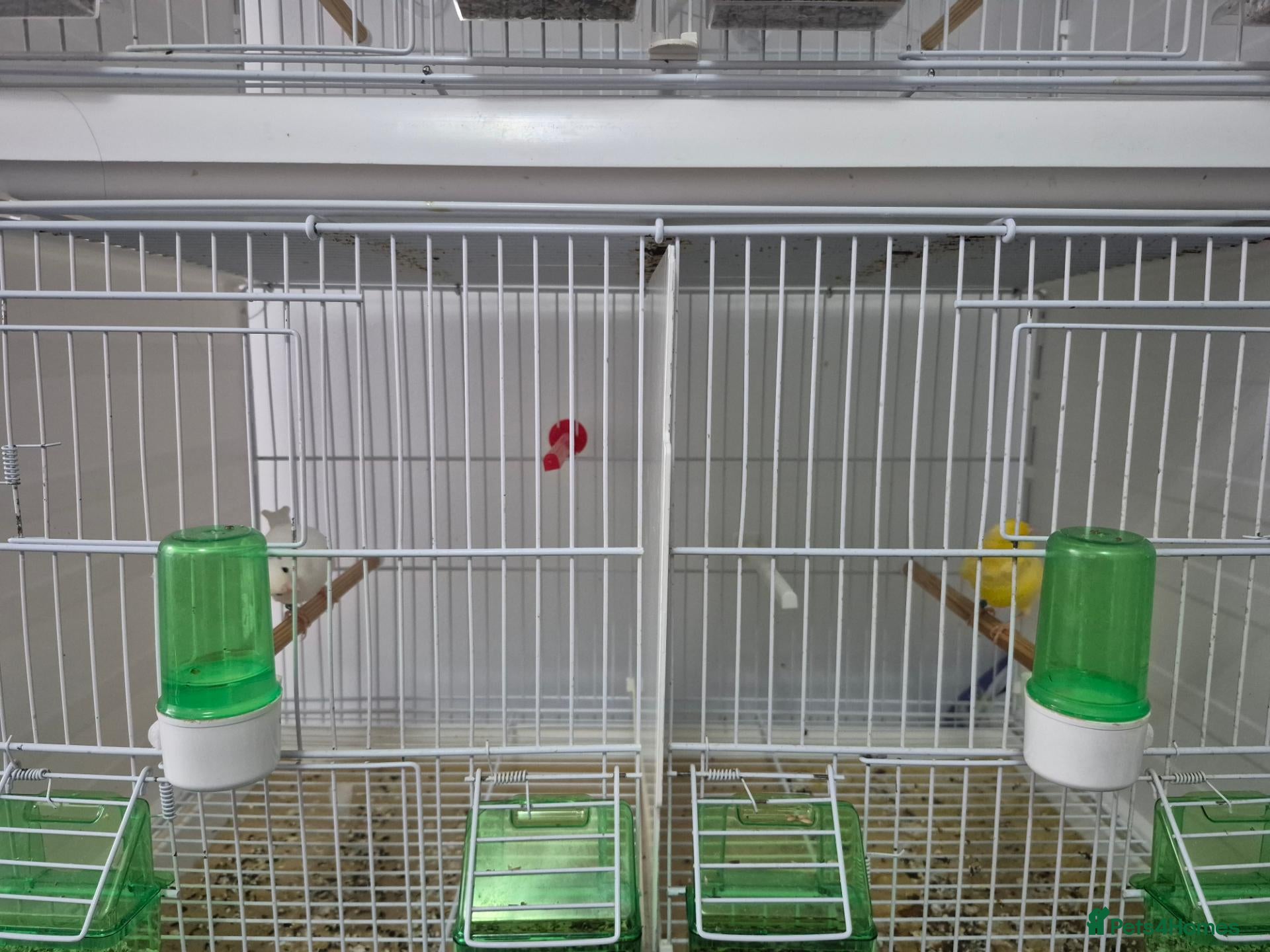 Canaries birds WaterSlagger canary - Advert 1