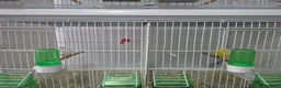 Canaries birds for sale: WaterSlagger canary in London - Advert 1