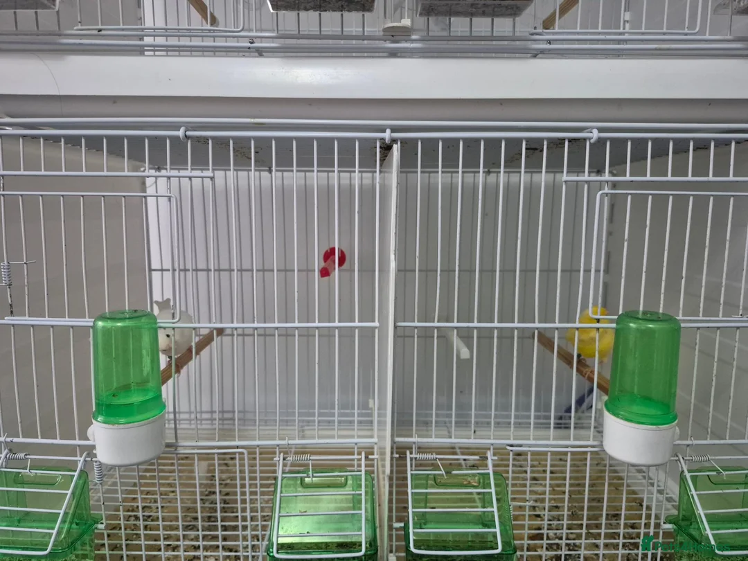 Canaries birds for sale: WaterSlagger canary in London - Advert 1