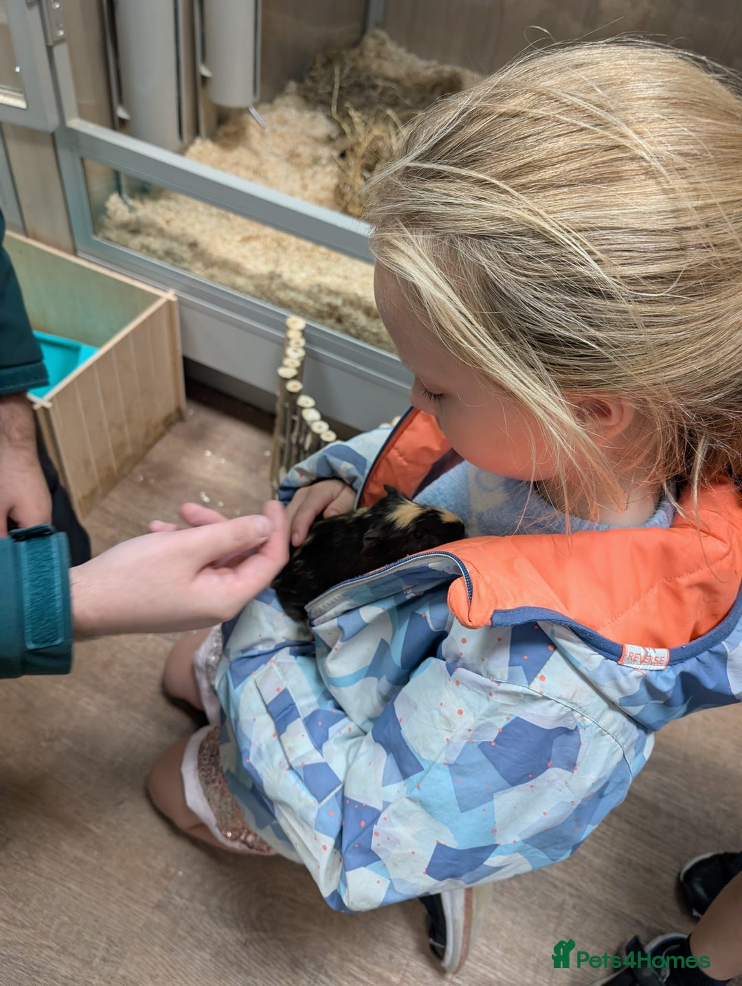 Tan rabbits for sale: Beautiful baby GUINEA PIGS - Image 19
