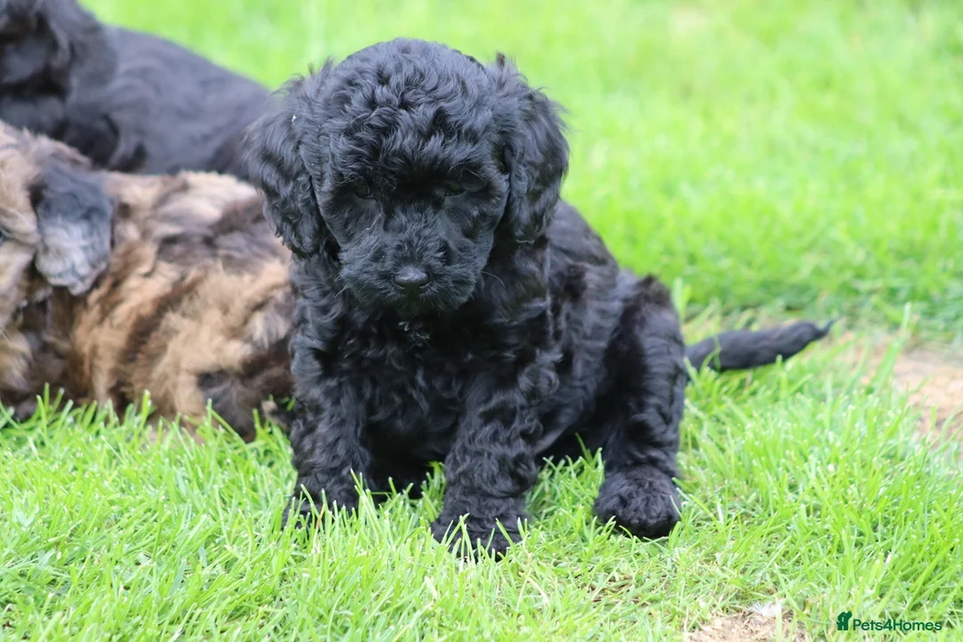 Cavapoo dogs for sale: Beautiful cavapoo puppies for sale  - Advert 37