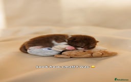 British Shorthair cats for sale: British Short and Long Hair  - Image 36