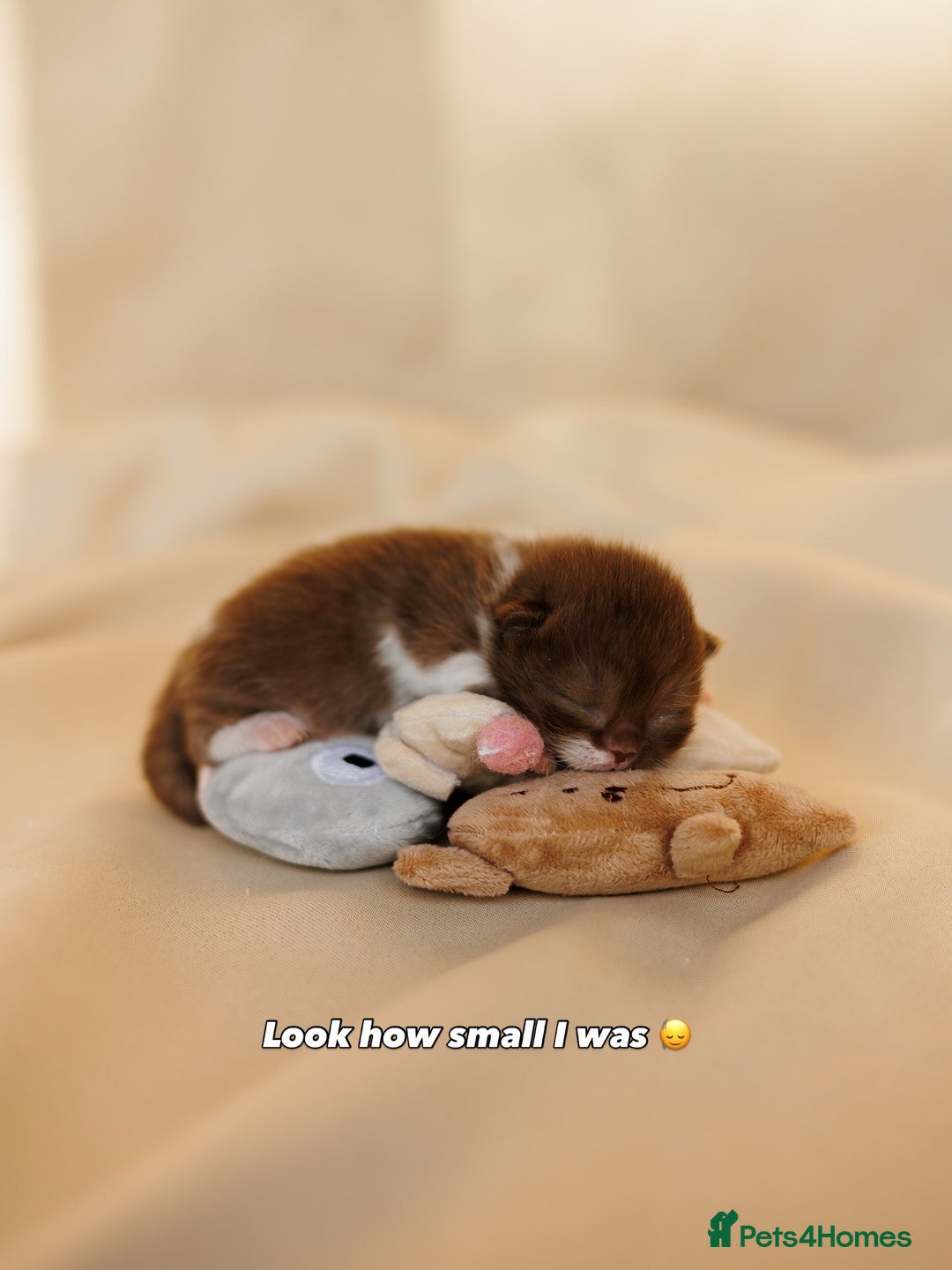 British Shorthair cats for sale: British Short and Long Hair  - Image 36