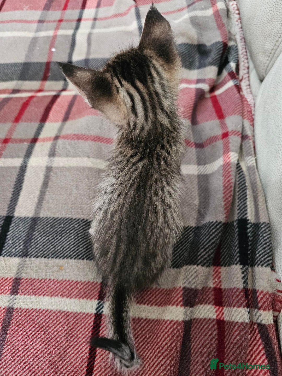 Savannah cats for sale: F4 Savannah Kittens 3x Brown Spotted 2x Melanistic - Image 13