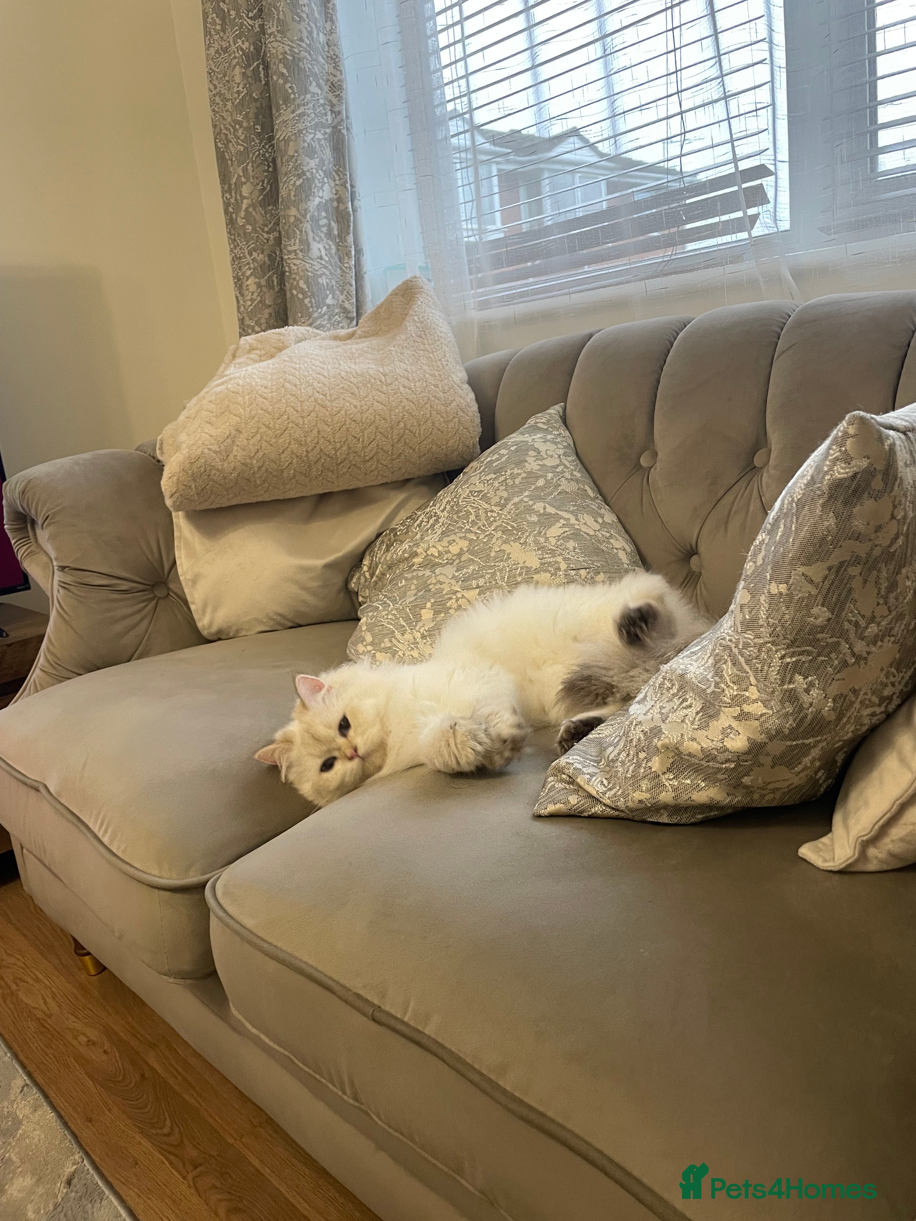 British Longhair cats PRINCESS Porscha - Advert 5