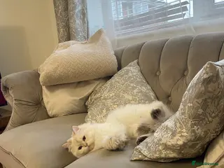 British Longhair cats PRINCESS Porscha - Advert 3