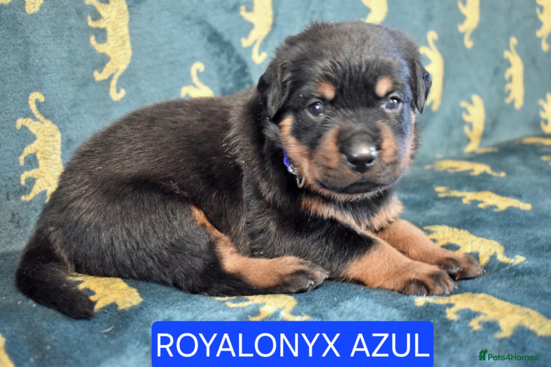 Rottweiler dogs for sale: KC chunky rottweiler puppies - Advert 37