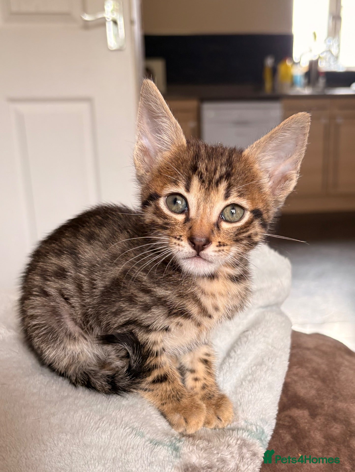 Mixed Breed cats Savannah cross kittens  - Advert 1