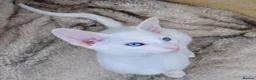 Siamese cats for sale: Stunning GCCF Siamese & Oriental Kittens - Advert 39
