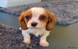 Cavalier King Charles Spaniel dogs for sale: Beautiful litter of King Charles Cavaliers - Image 12