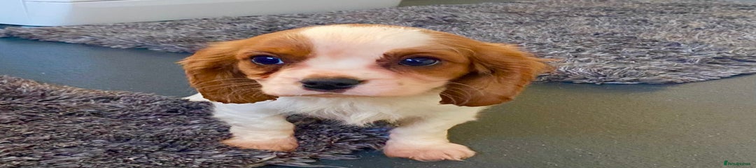 Cavalier King Charles Spaniel Puppy 2