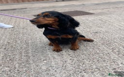 Cockapoo dogs for sale:  pra clear cockapoo puppy’s ready in 1 weeks - Image 17