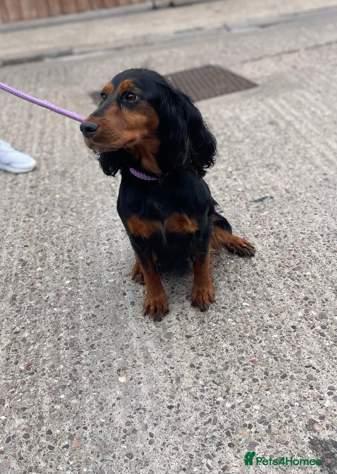 Cockapoo dogs for sale:  pra clear cockapoo puppy’s ready in 1 weeks - Image 17