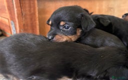 Mixed Breed dogs for sale: Jackawawa - Image 1
