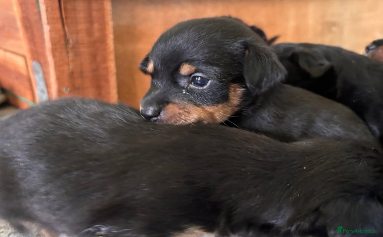 Mixed Breed dogs - Advert 16