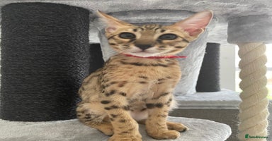 Savannah cats - Advert 14