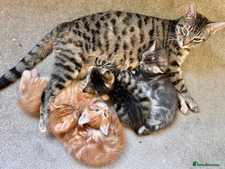 Mixed Breed cats - Advert 16