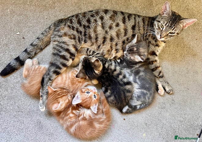 Mixed Breed cats - Advert 7