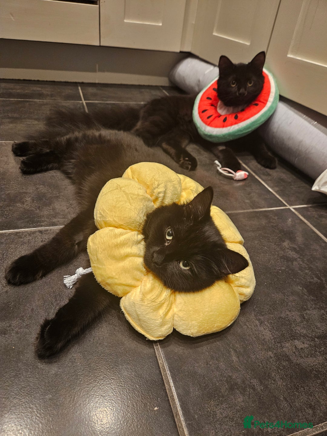 Ragdoll cats for sale: Brother & Sister 8month Ragdoll kittens for Home - Advert 8